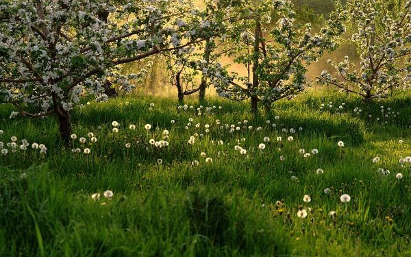 dandelions,grass,flowering,spring,trees