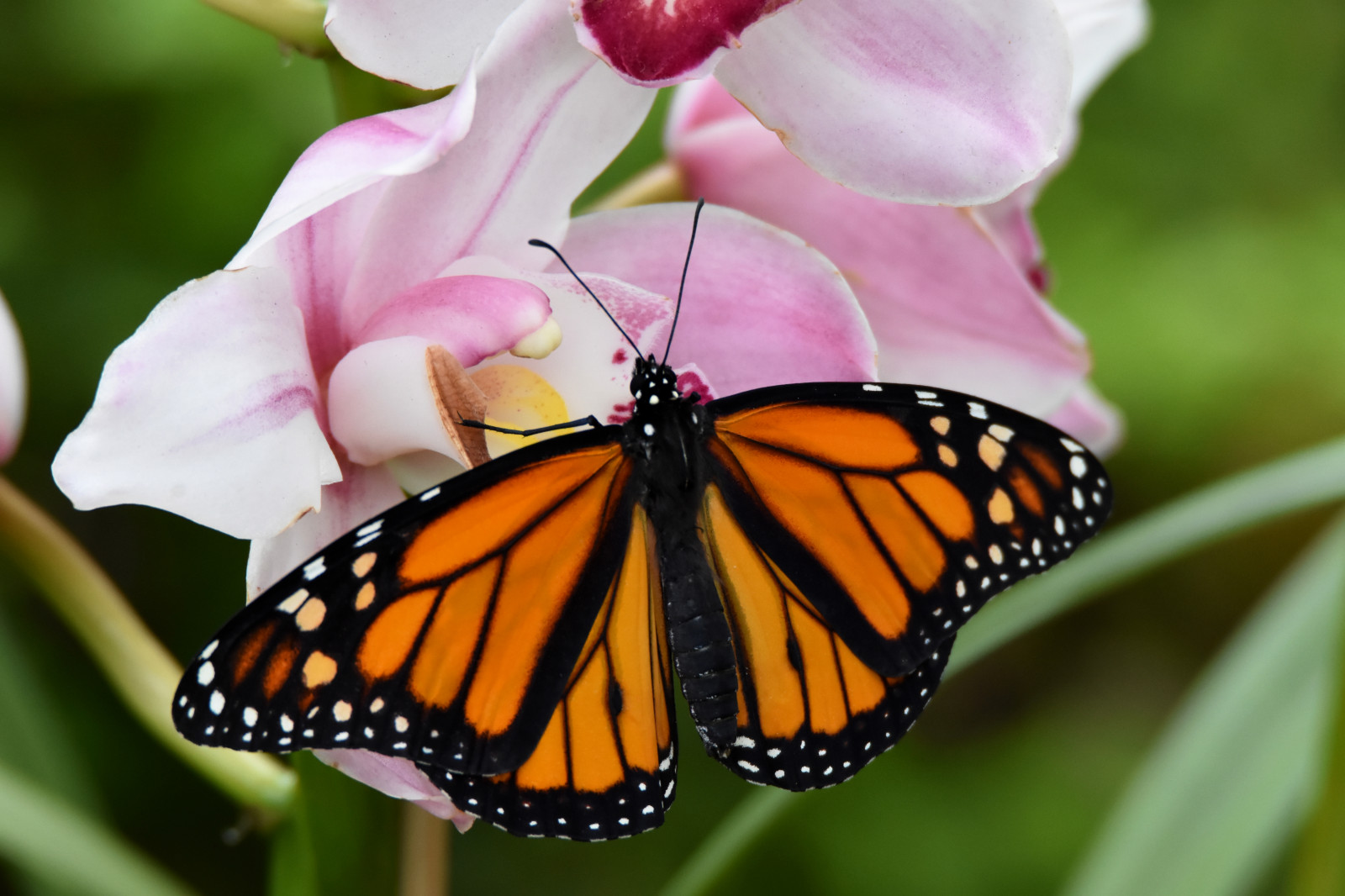 Wallpaper thornburgh, Tampa, Florida, flyinginsect, flower, nature, backyard, garden