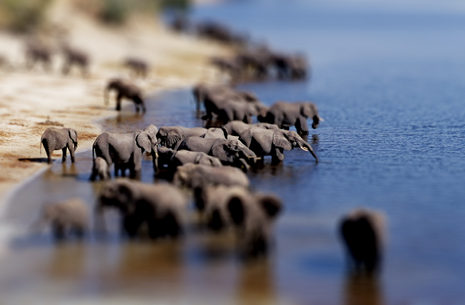 Wallpaper : herd, wildlife, animal migration, fauna, shore, water