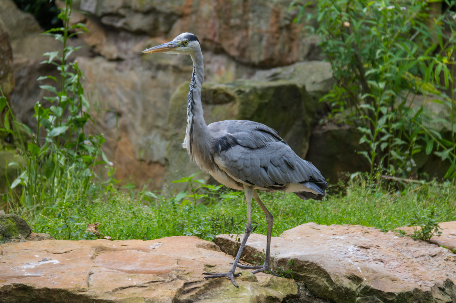 Fond D cran Allemagne Faune Zoo Le Bec Berlin Animal Oiseau 
