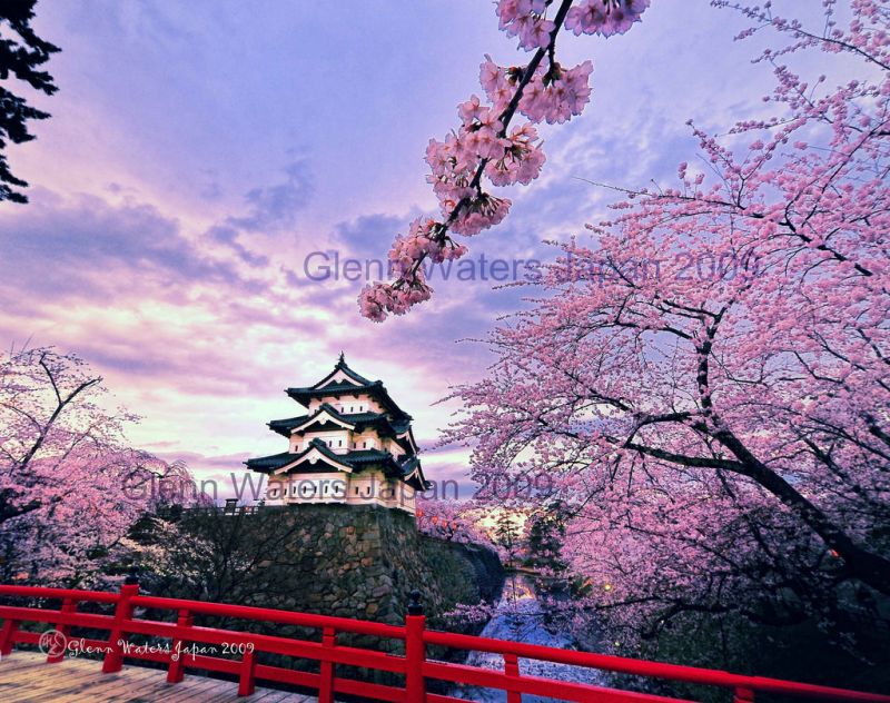 nebe, rostlina, květ, růžový, květ, Třešňový květ