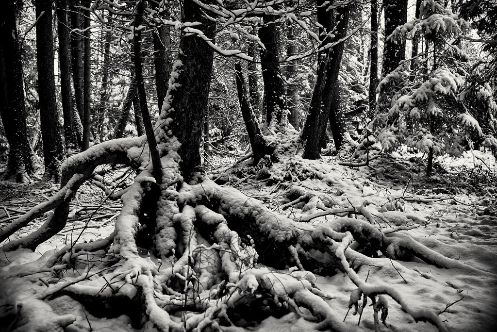 Dame Taetowierte Wald Onanieren
