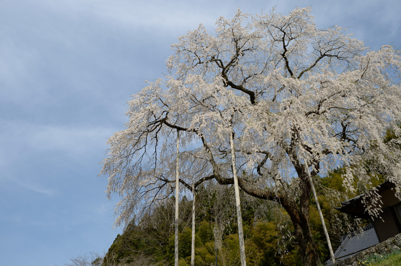 Tempel, Ast, Toyota, Kirschblüte, Nikon, blühen, Frühling, Baum, Blume, Pflanze, Kirschblüte, Df, Weinlese, Kirschbaum, Botanik, Holzige Pflanze, Afsnikkor28mmf18g, Aichi, Inabu, Weepingcherryblüte, Daianji, Daianjitemple