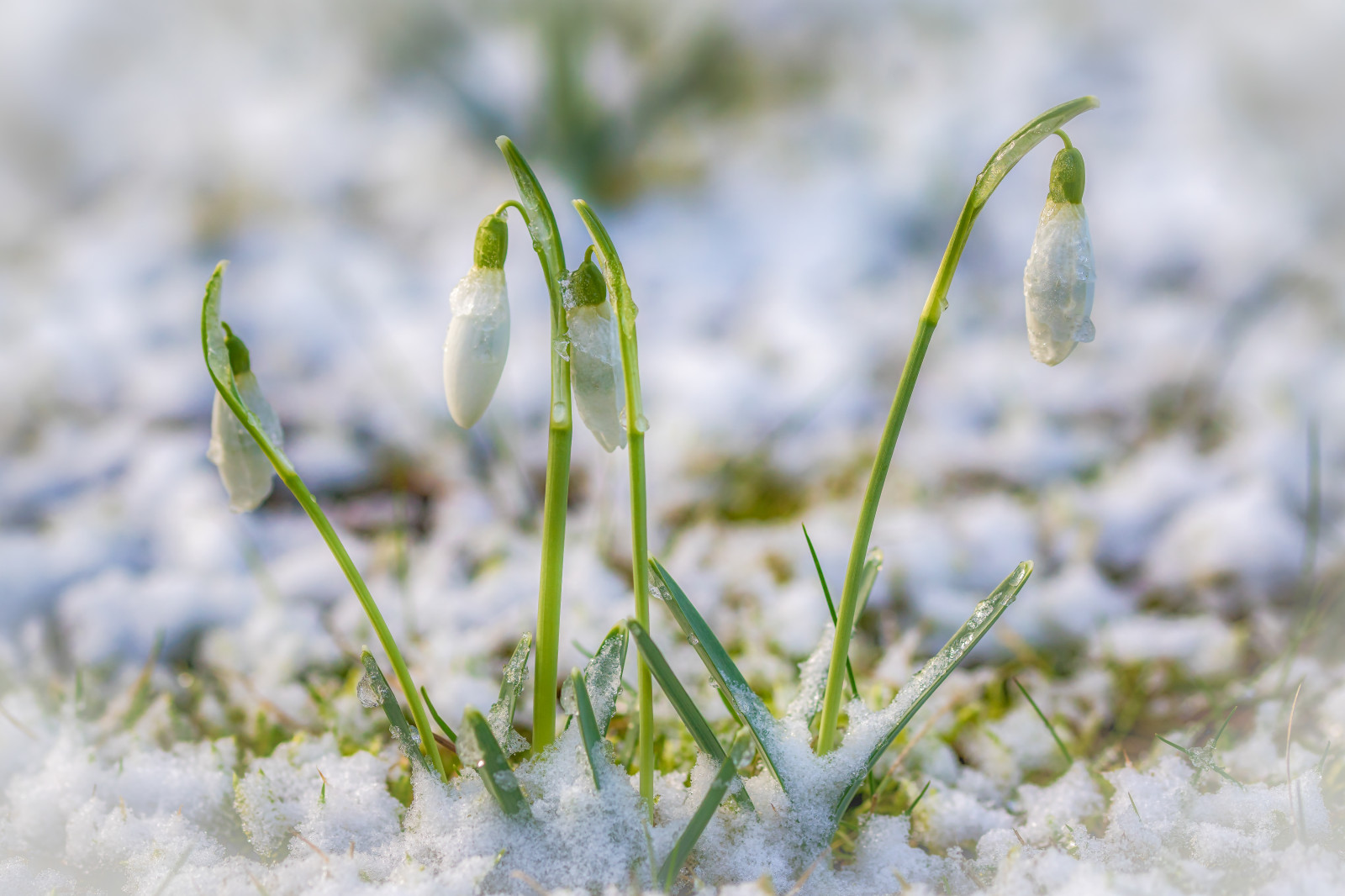 Schnee, jaro, květiny, rostliny, květy, mráz, Fruhling, natur, sníh, makro, Pflanzen, makro, eis, galantheae, bl deset, sněženky, schneegl ckchen, Příroda, venkovní, led, blumen