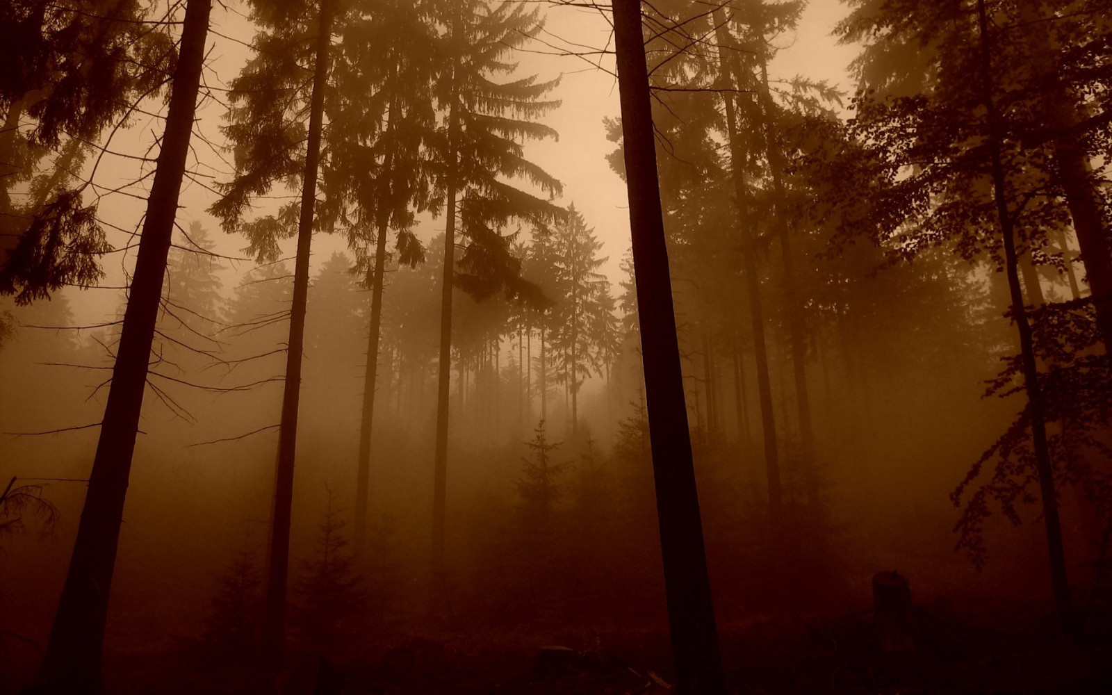 slunečnímu záření, stromy, les, západ slunce, Příroda, rostliny, větev, svítání, večer, ráno, mlha, slunce, atmosféra, strom, podzim, mlha, list, počasí, svítání, rostlina, tma, místo výskytu, přírodní prostředí, atmosférický jev, dřevina