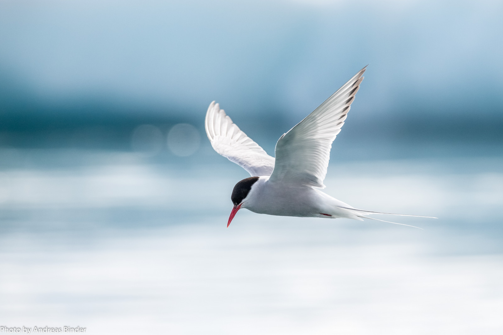 ostrov, Let, 2016, je, pták, racek, mořský pták, křídlo, ngc, npc, Urlaub, obratlovců, Charadriiformes, fotoreise, ereignisse, Austurland