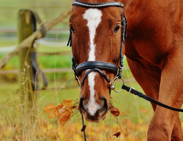 muzzle,horse,bridle,grass