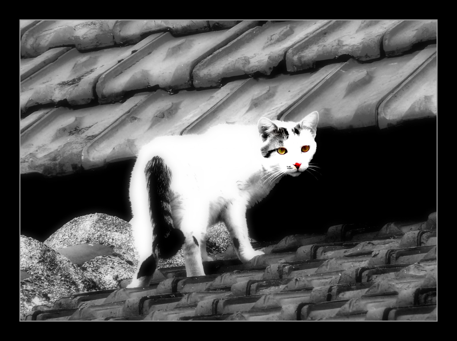 bílý, Černá, kočka, zvěř, černobílý, ocas, nebe, venku, Volně žijících živočichů, Francie, kníry, francouzština, domácí zvíře, Kat, Panasonic, UMĚNÍ, světlo, zvíře, kočky, francia, digitální, Macka, povídat si, lumix, maison, fauna, savec, Frankreich, Bourgogne, Frankrijk, animaux, počítač tapeta, Černý a bílý, monochromatické fotografování, FZ50, kočka jako savci, čenich, malé až středně velké kočky, carnivoran, gatto, katze, burgundské, gato, selectivecoloring, francais, yonne, Svetlost, mladjenovic, Morvan, animauxdecompagnie, stock photography