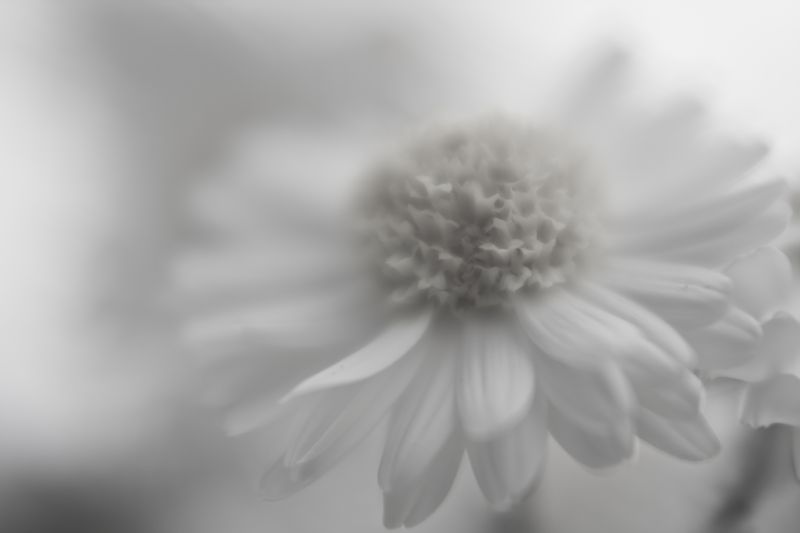 hvit,monokrom,fotografering,blomstre,Tusenfryd,svart og hvit