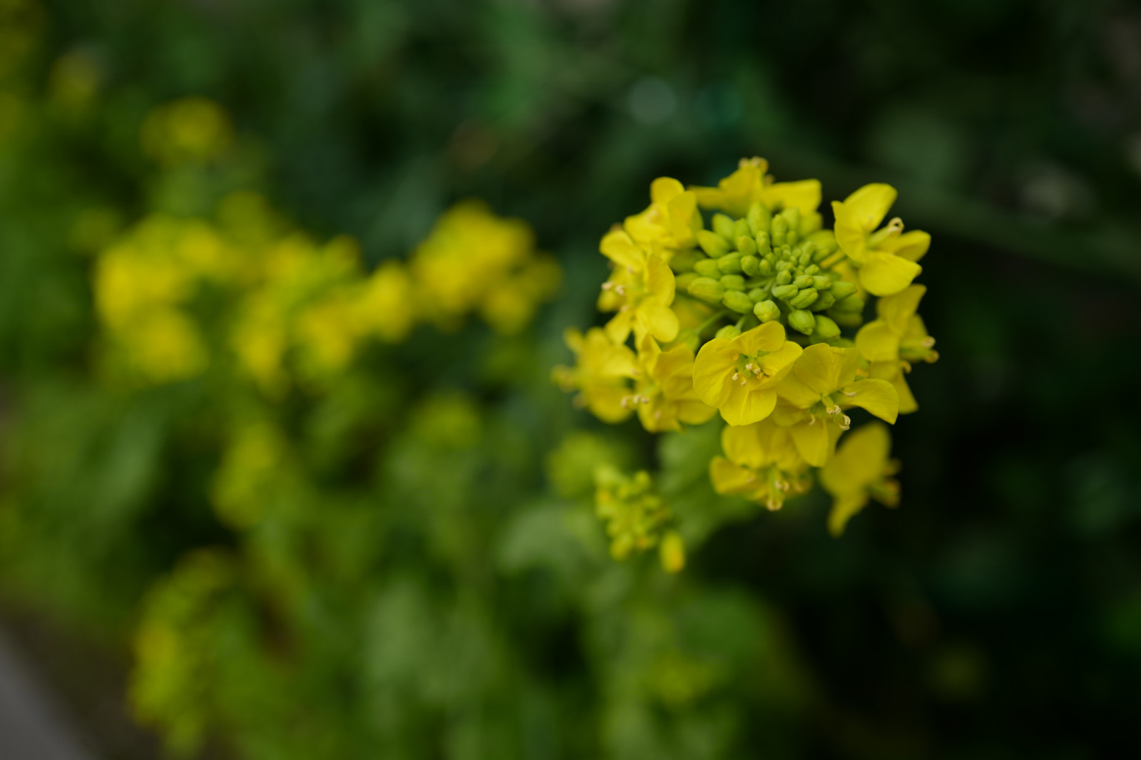 Japonsko, jídlo, zelená, žlutý, Leica, Tokio, bylina, řepkového, list, květ, rostlina, flóra, litovat, summilux, leicaq, summilux1728, q, 1728, divoká rostlina, vyrobit, suchozemská rostlina, kvetoucí rostlina, keř, makro fotografie, zeleninový, brassica, hořčice, hořčice závod, polokeř