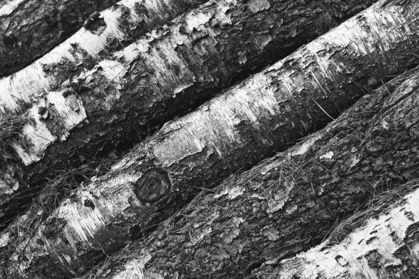tree,bark,bw