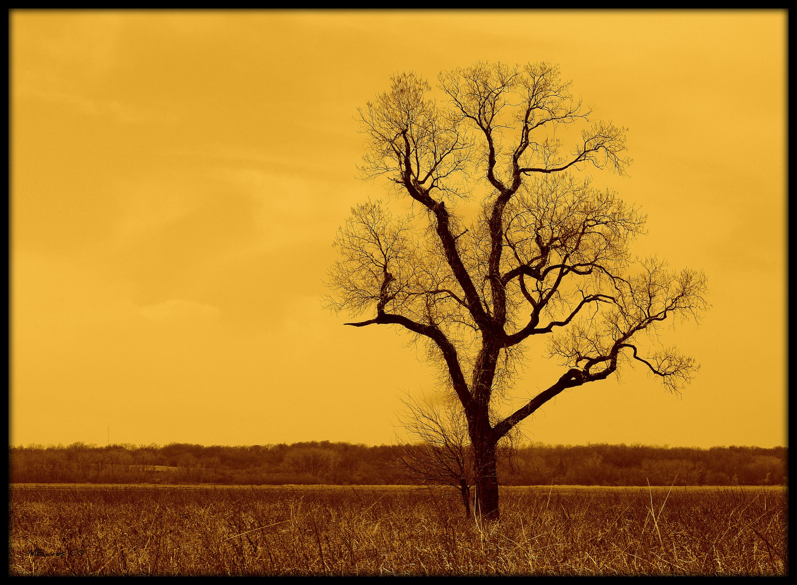 Příroda, silueta, větev, ráno, Přátelé, pentax, strom, podzim, list, květ, rostlina, sezóna, OTW, hrnec zlata, Středozápad, pentaxart, sigma70300, K20D, pentaxk20d, dřevina, tráva rodina, savana