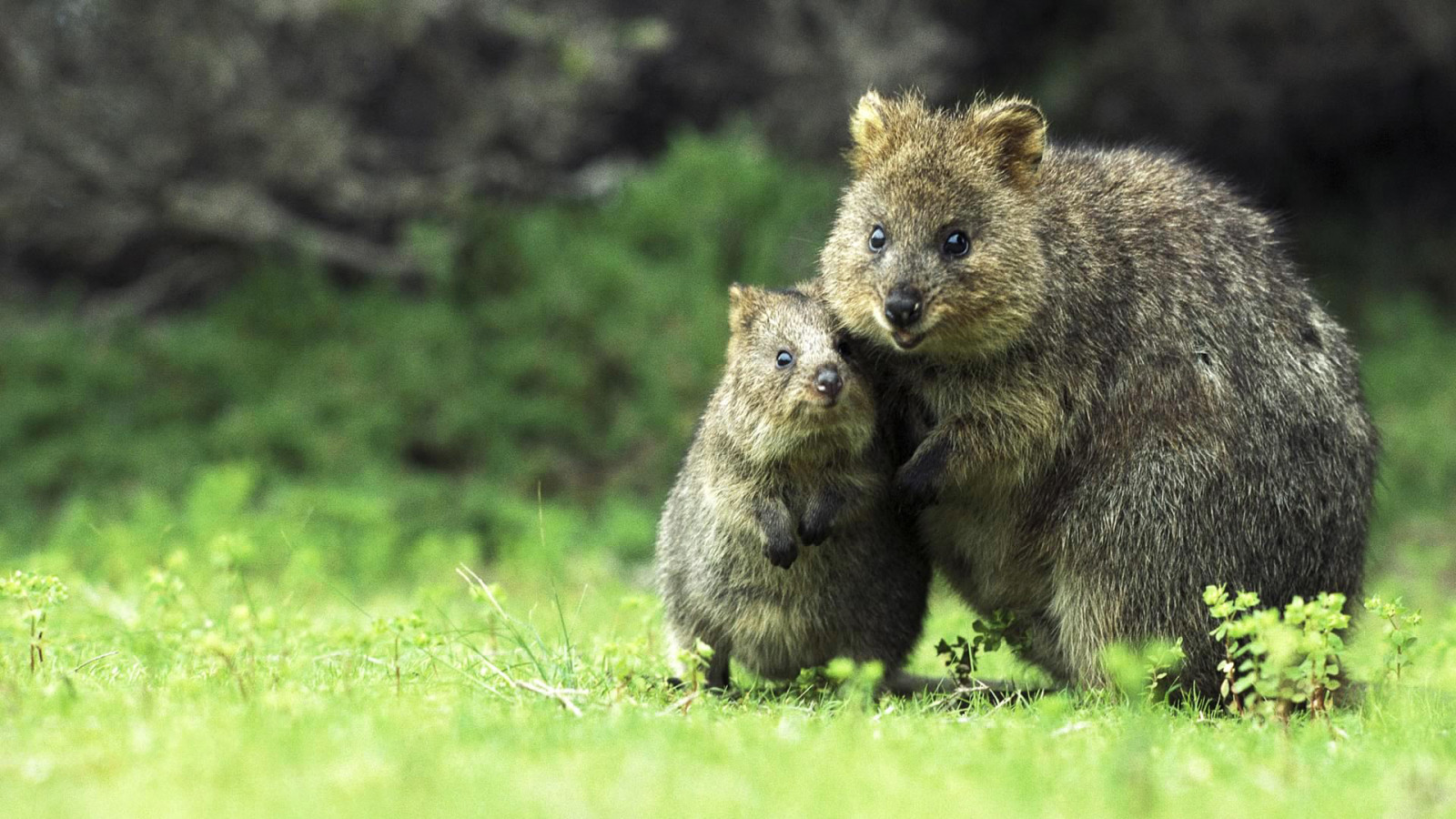 dyr, Quokka, pattedyr