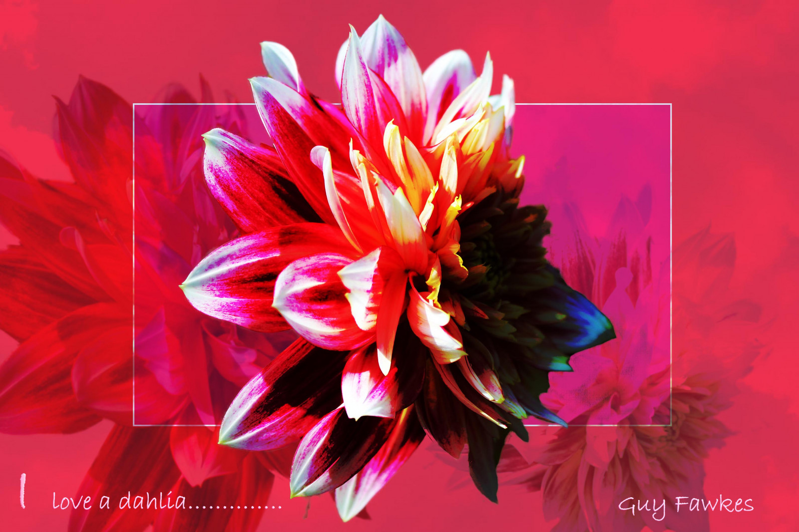 Wallpaper dahlia, flower, texture, petals 3175x2117 972541 HD