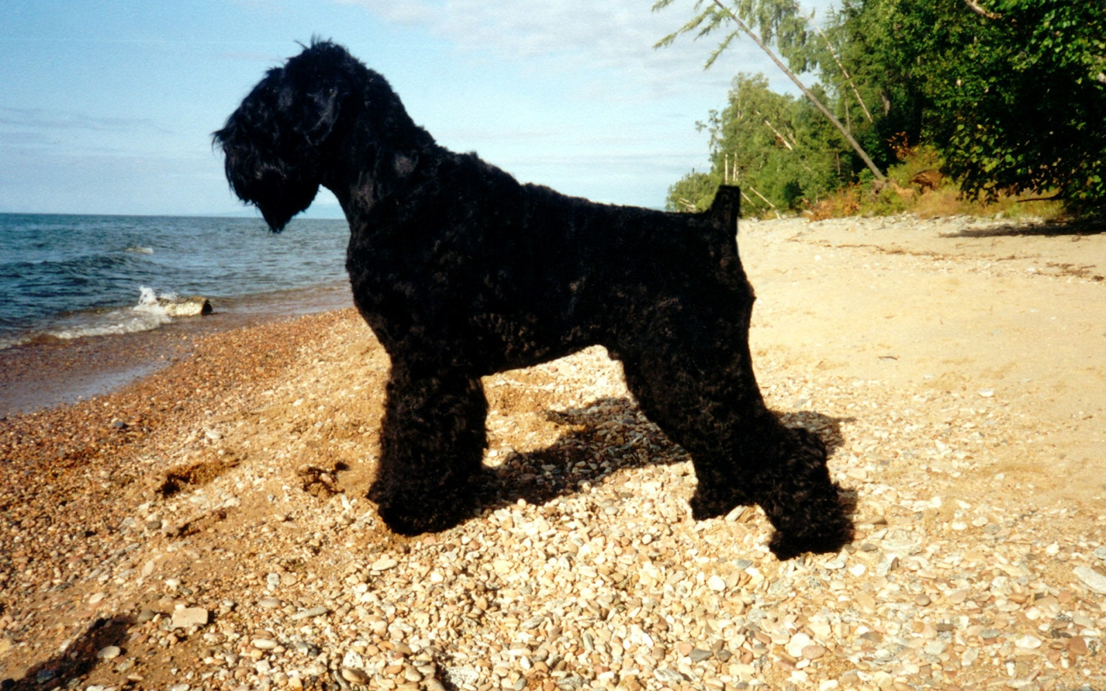 Köpekler, plaj, güzel