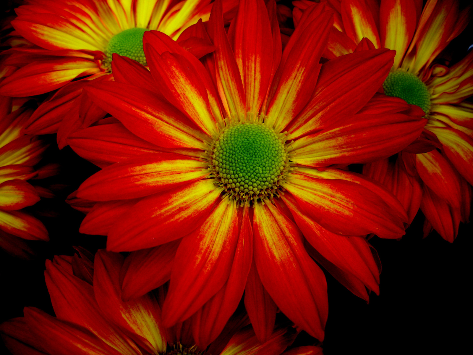 květ, oheň, živý, Sedmikráska, naturesfinest, flowerscolors, abigfave, platinumphoto, anawesomeshot, blindphotographers, envyofflickr, brillianteyejewel, colourartaward, vividmasters, theperfectphotographer, thebestvivid, bestofbp, wwwblindphotographersorg