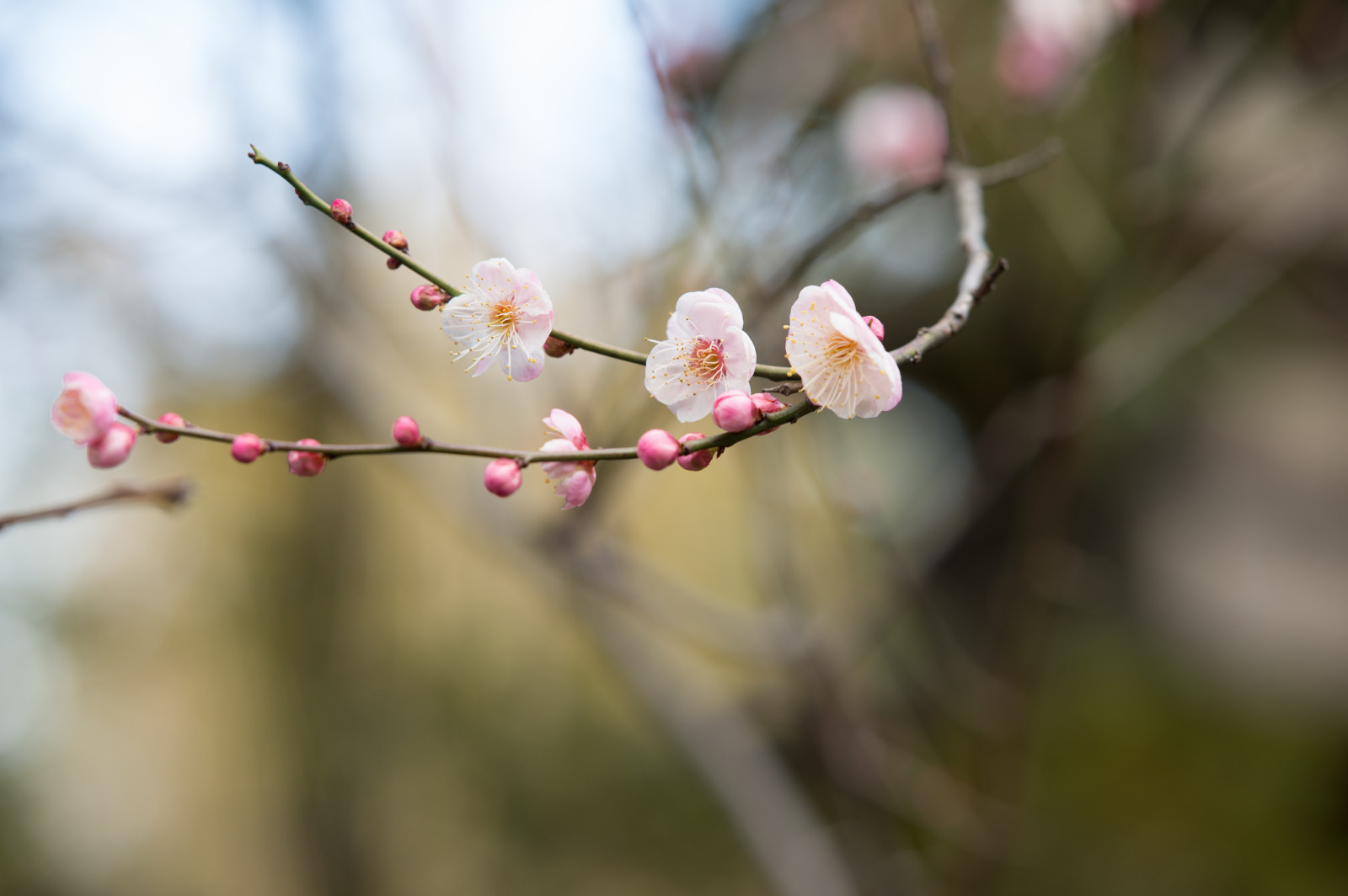 Giappone, cibo, natura, fotografia, ramo, fiore di ciliegio, Nikon, fiorire, primavera, Tokyo, Jp, albero, NIKKOR, autunno, foglia, fiore, pianta, stagione, ume, flora, germoglio, petalo, afs105mmf14eed, afsnikkor105mmf14eed, df, ikegamibaien, Ikegami, japaneseapricot, ramoscello, produrre, botanica, impianto di terra, pianta fiorita, avvicinamento, arbusto, fotografia macro, staminali vegetali