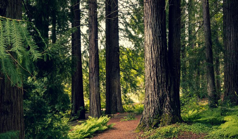 nature, trees, plants, redwood, leaves, rainforest nature, trees, plants, redwood, leaves, rainforest