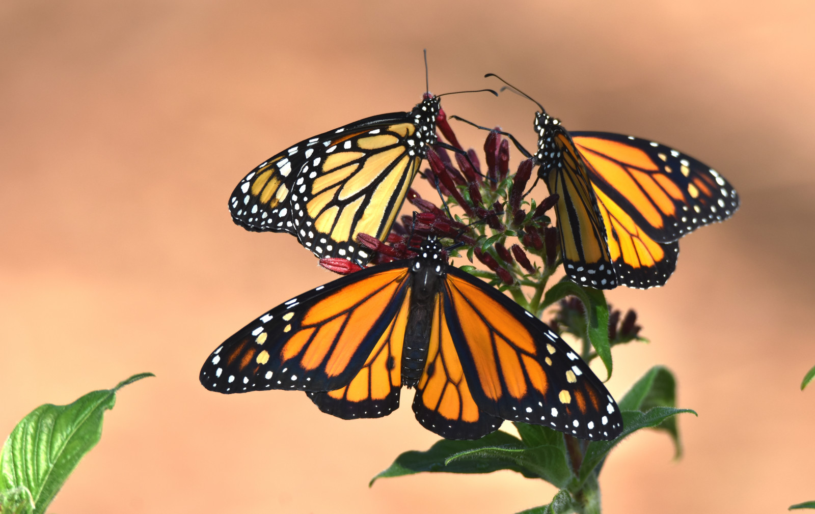Wallpaper thornburgh, Tampa, Florida, Monarch, monarchdanausplexippus, milkweedbutterfly