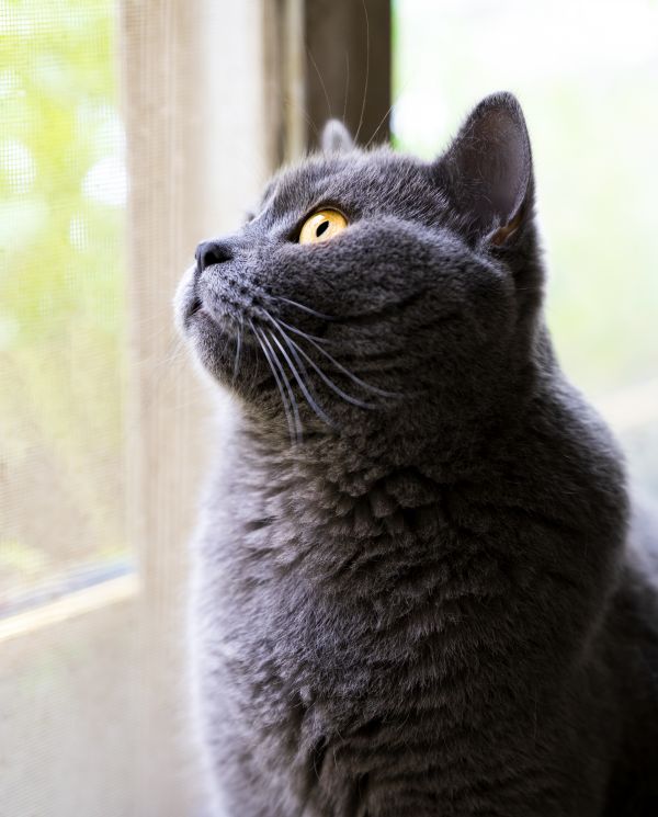head,cat,eye,window,plant,carnivore