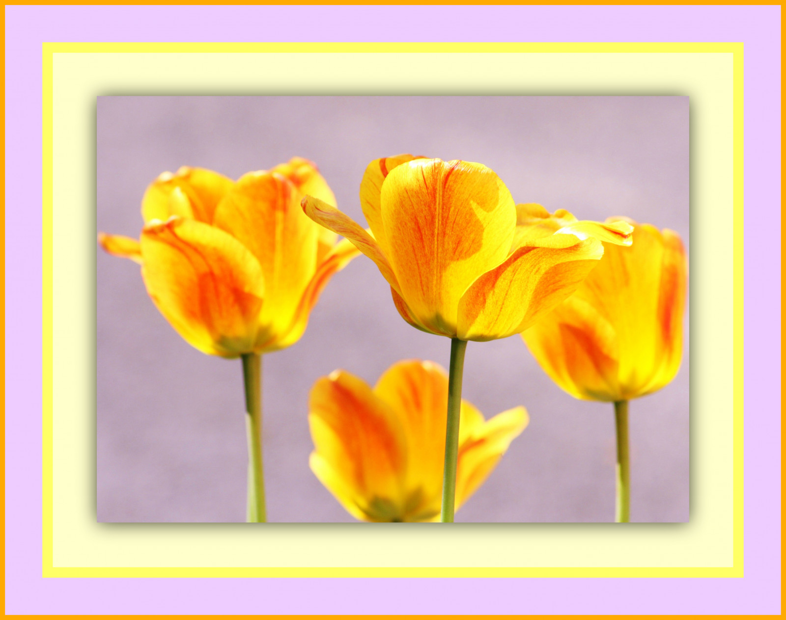 flor, amarelo, Planta de florescência, laranja, tulipa, pétala, plantar, Caule vegetal, Família do lírio