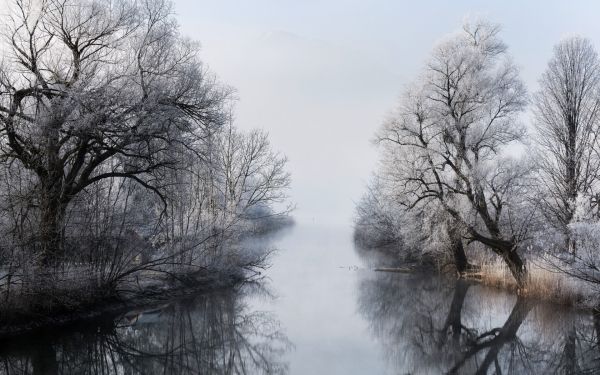 trees, landscape, water, nature, lake, reflection