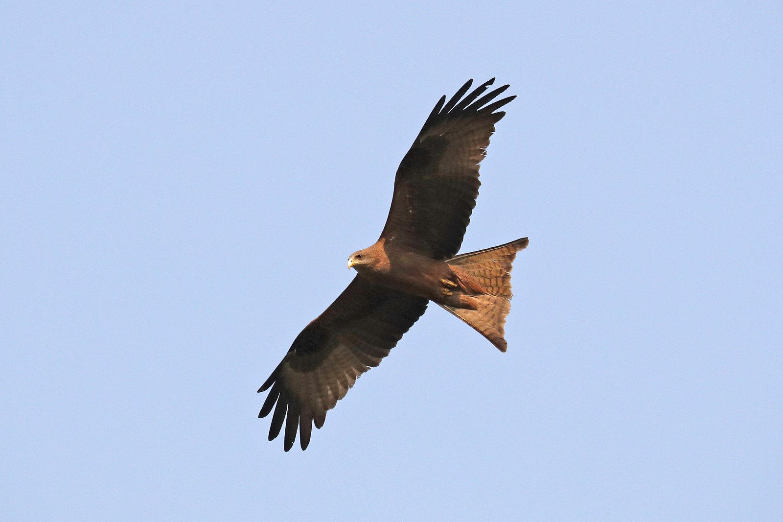 uccelli, coda, cielo, giallo, costa, natura, tropicale, Africa, uccello rapace, mantellina, aquila, africano, aquila calva, aquilone, becco, Falco, saccheggiatore, ovest, uccello, selvaggio, falco, piuma, condor, poiana, ala, fauna, avvoltoio, Accipitriformi, fatturati, Ghana, Milvus, Aegyptius