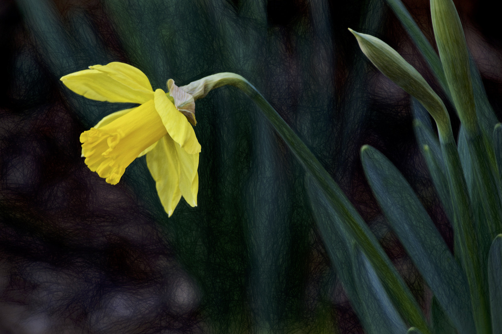 slunečnímu záření, kontrast, zahrada, Příroda, tráva, zelená, žlutý, Oklahoma, světlo, barva, Krásná, brzy, list, květ, rostlina, květ, oko, flóra, domů, narcis, botanika, suchozemská rostlina, kvetoucí rostlina, makro fotografie, závod stonek, odrůda, Tulsa