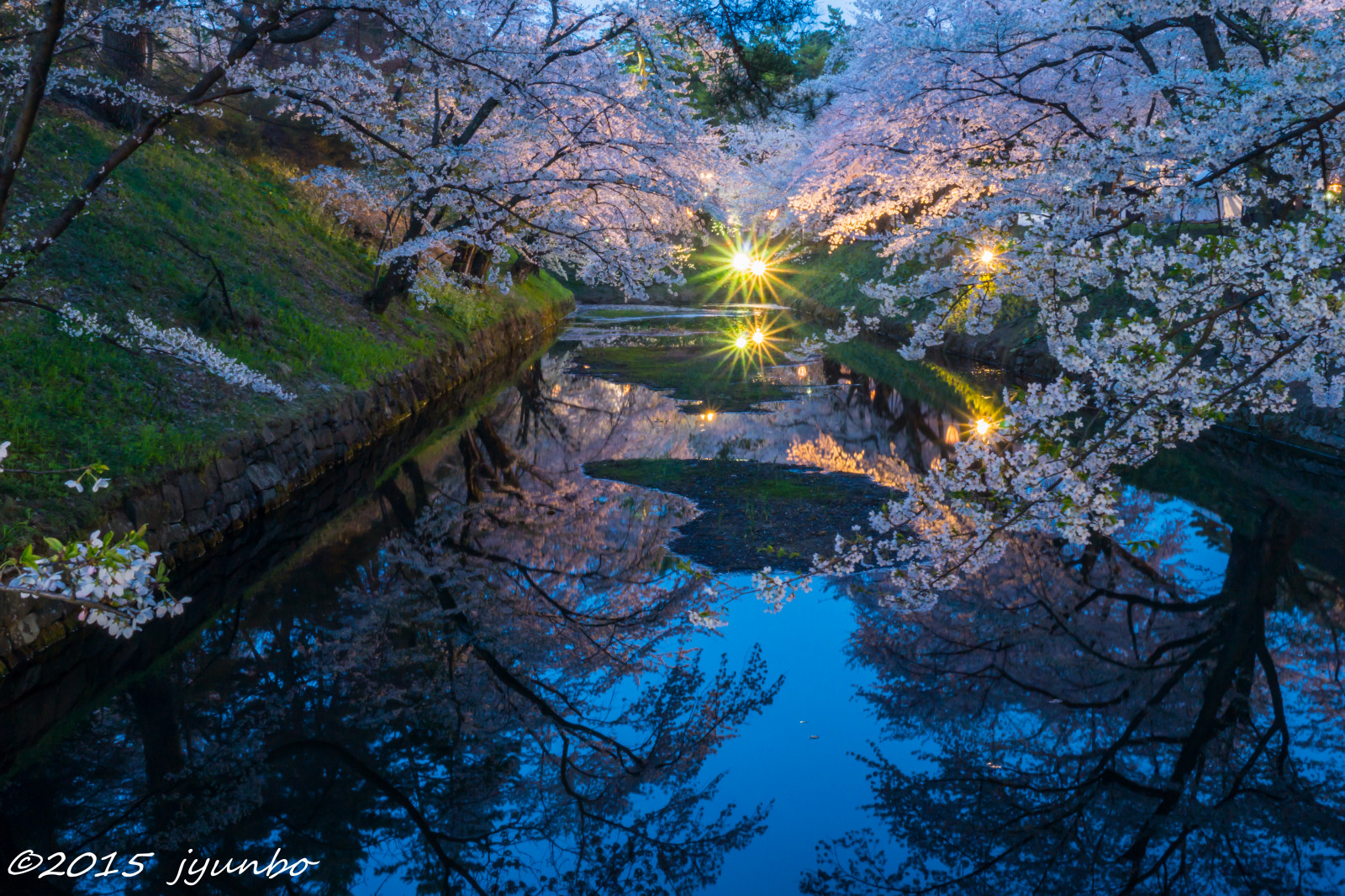 odraz, Třešňový květ, třešeň, Hirosakipark