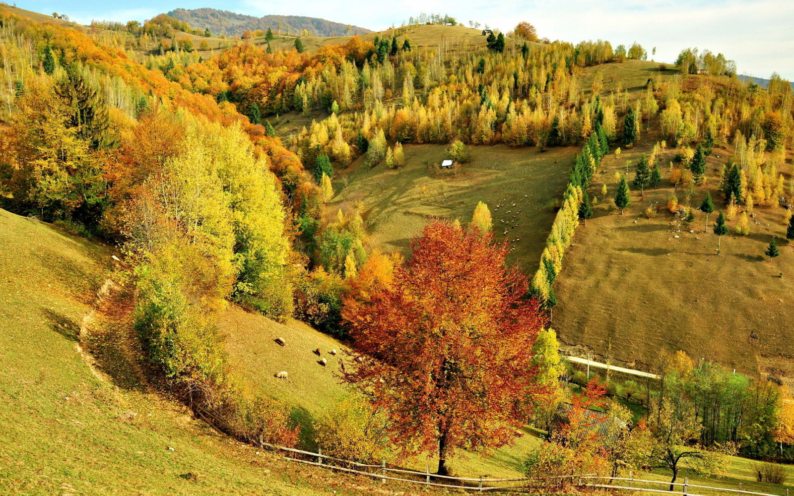 Wallpaper : 1920x1200 px, animals, autumn, fall, fields, forest, hills ...