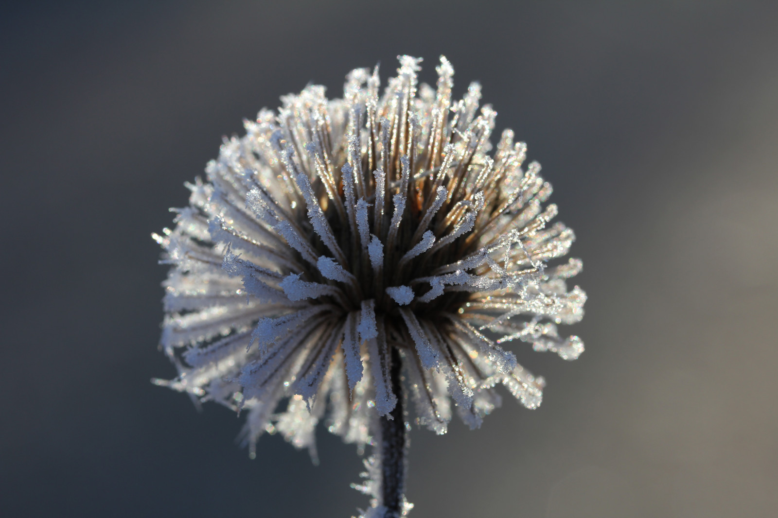 inverno, pianta, brina, brina, Brina, resti, Raureif, seedpod, samenstand, Berreste, Pflanzenreste, 20150106