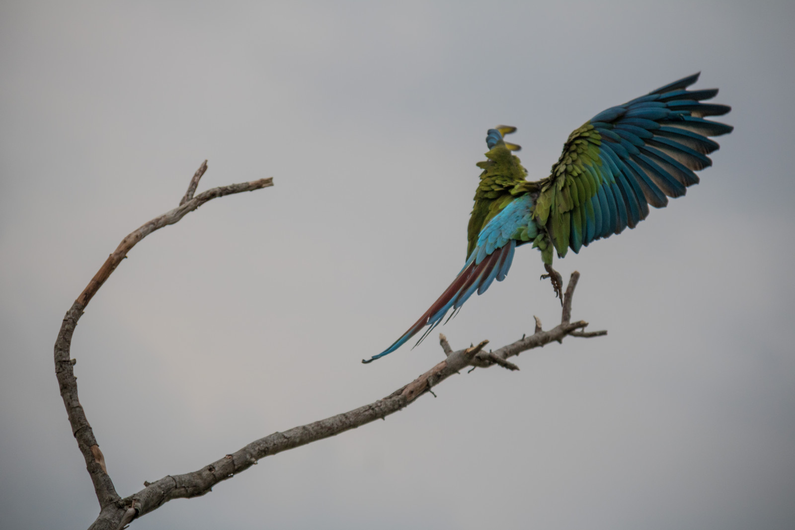 Parrots Denmark Wallpaper : parrot, branch, blue, wildlife, Denmark, beak, danmark, f ...