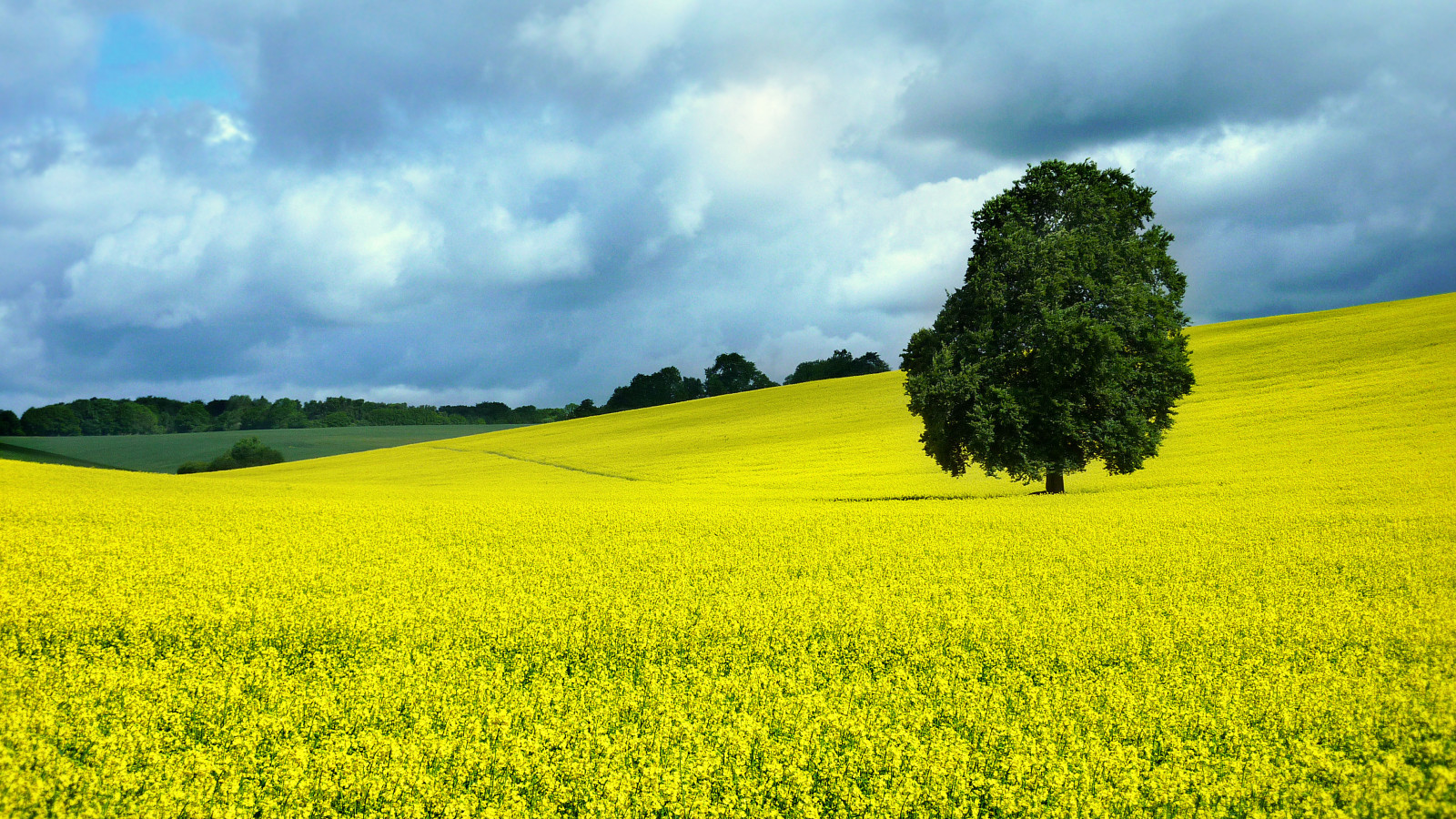 color, colour, tree, field, hills