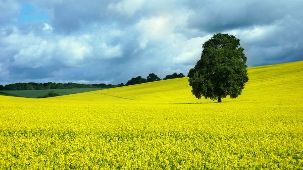 color,colour,tree,field,hills