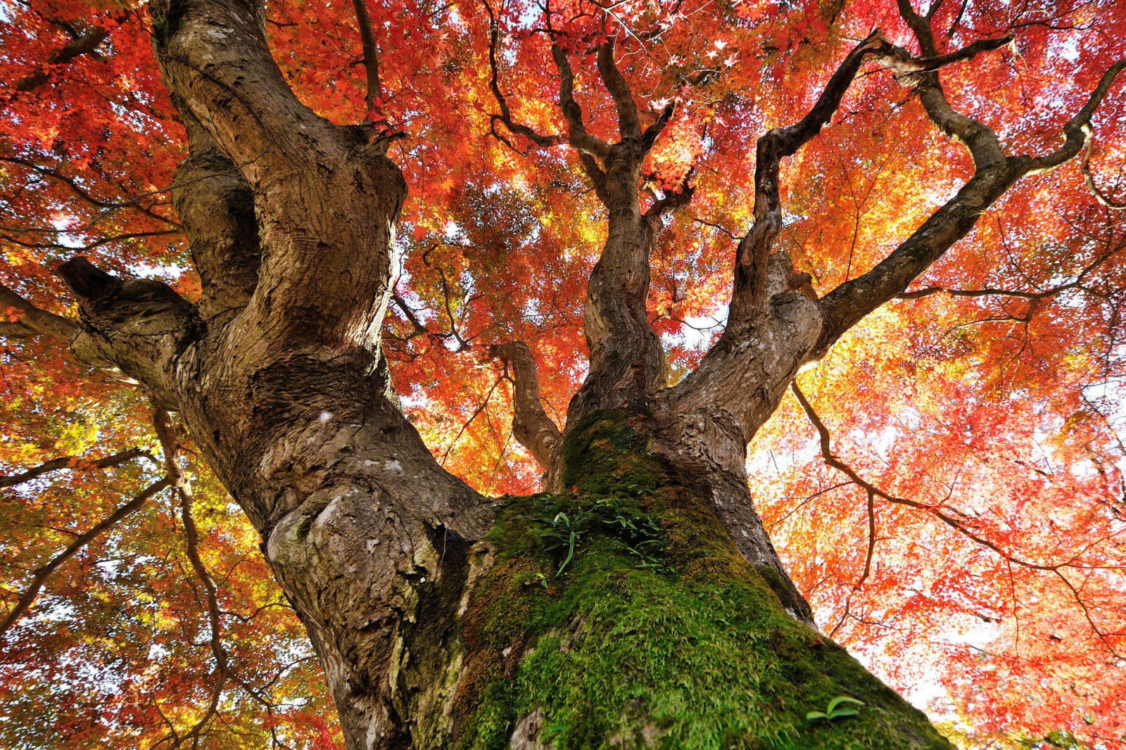 Wallpaper trees, fall, plants, branch, Formation, autumn, leaf