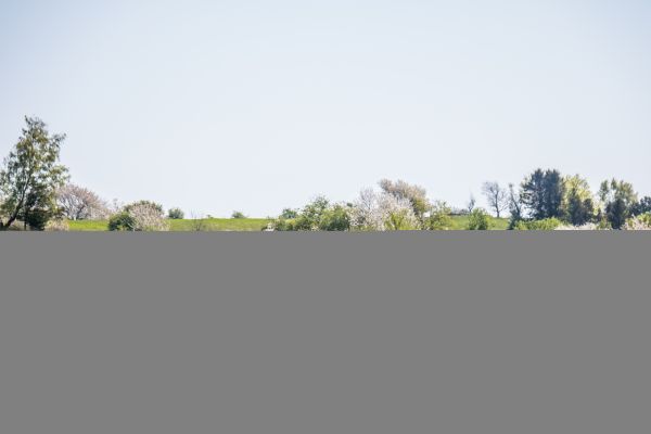 grass, wall, wood, landscape, field, yellow