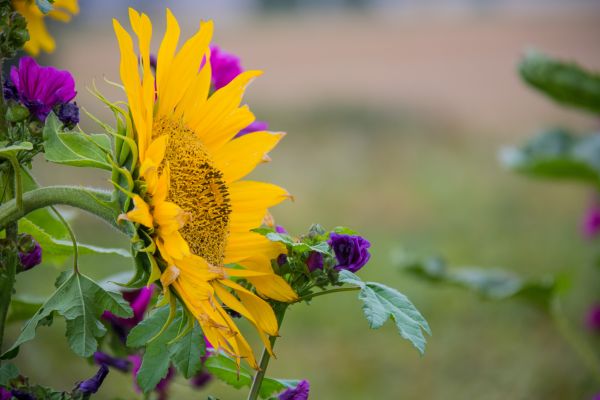nature, field, green, yellow, photography, insect
