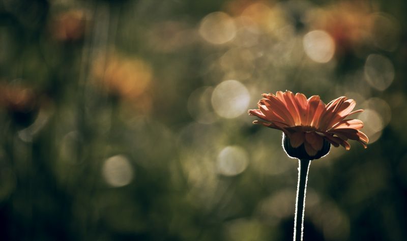 1920x1139 px, alam, kedalaman lapangan, bunga-bunga, makro 1920x1139 px, alam, kedalaman lapangan, bunga-bunga, makro