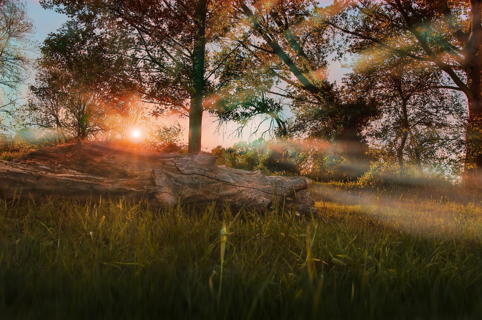 slunečnímu záření, stromy, krajina, les, voda, Příroda, tráva, nebe, rostliny, větev, svítání, večer, ráno, strom, podzim, svítání, rostlina, zálesí, počítač tapeta, tráva rodina, 2048x1362 px