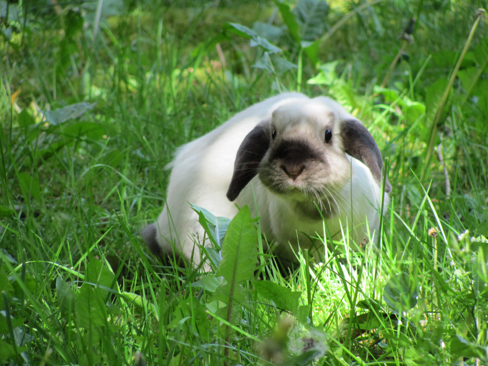 デスクトップ壁紙 ペット カナダ 可愛い ウサギ バニー 女の子 バンクーバー 哺乳類 毛むくじゃら 紀元前 友情 ファジー 円錐形 小さい 愛らしい かわいい コエリョ 遊び心のある ラピン Usagi Krolik カニン トキ レパス 即興 フェネック