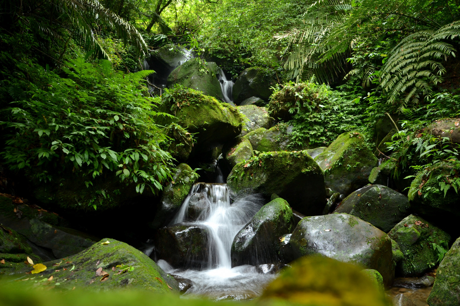stromy, krajina, barvitý, les, lidé, bílý, Černá, vodopád, starý, portrét, město, ulice, noc, voda, Skála, Příroda, městský, tráva, park, fotografování, dřevo, mech, zelená, lavice, řeka, slunce, krev, Nikon, divočina, zlato, džungle, Dovolená, proud, chůze, cyber, deštný prales, kultura, zajetí, koupel, přírodní rezervace, rokle, sledování, trekking, Jít, expozice, Krásná, strom, scenérie, podzim, mlha, cestovat, den, list, flickr, umělecký, Pohled, hedvábný, rostlina, krása, fotografie, budovy, galerie, oblečení, tok, vodní tok, turisté, vegetace, Zobrazit, zátoka, mléčný, výrazů, padák, výstřely, album, typický, bezútěšný, vy, dojem, zálesí, Wasserfall, biome, tělo z vody, prales, vodní prvek, non vaskulární suchozemská rostlina, pohledy, lužní les, národní park, koryto, paparazzi, arroyo, vodní zdroje, překvapující, zvyky, selhat, přítok, tropical and subtropical coniferous forests, riparian zone, valdivian temperate rain forest