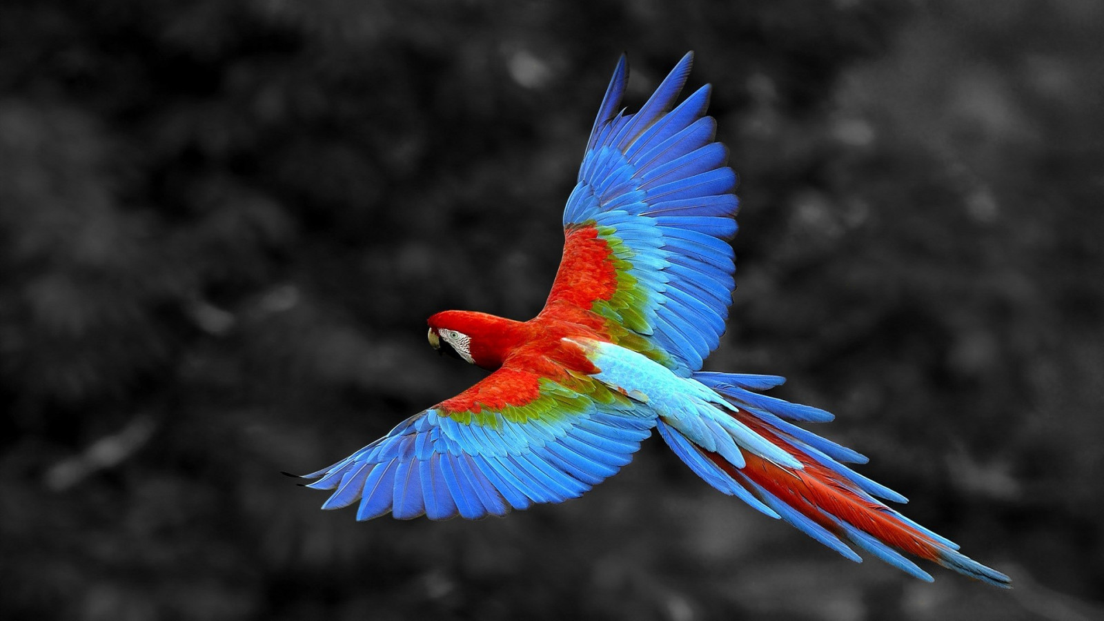 Animais, natureza, papagaio, Coloração seletiva, azul, bico, pássaro, Arara, asa, fauna, 1920x1080 px, Pássaro empoleirado, vertebrado, Macro fotografia