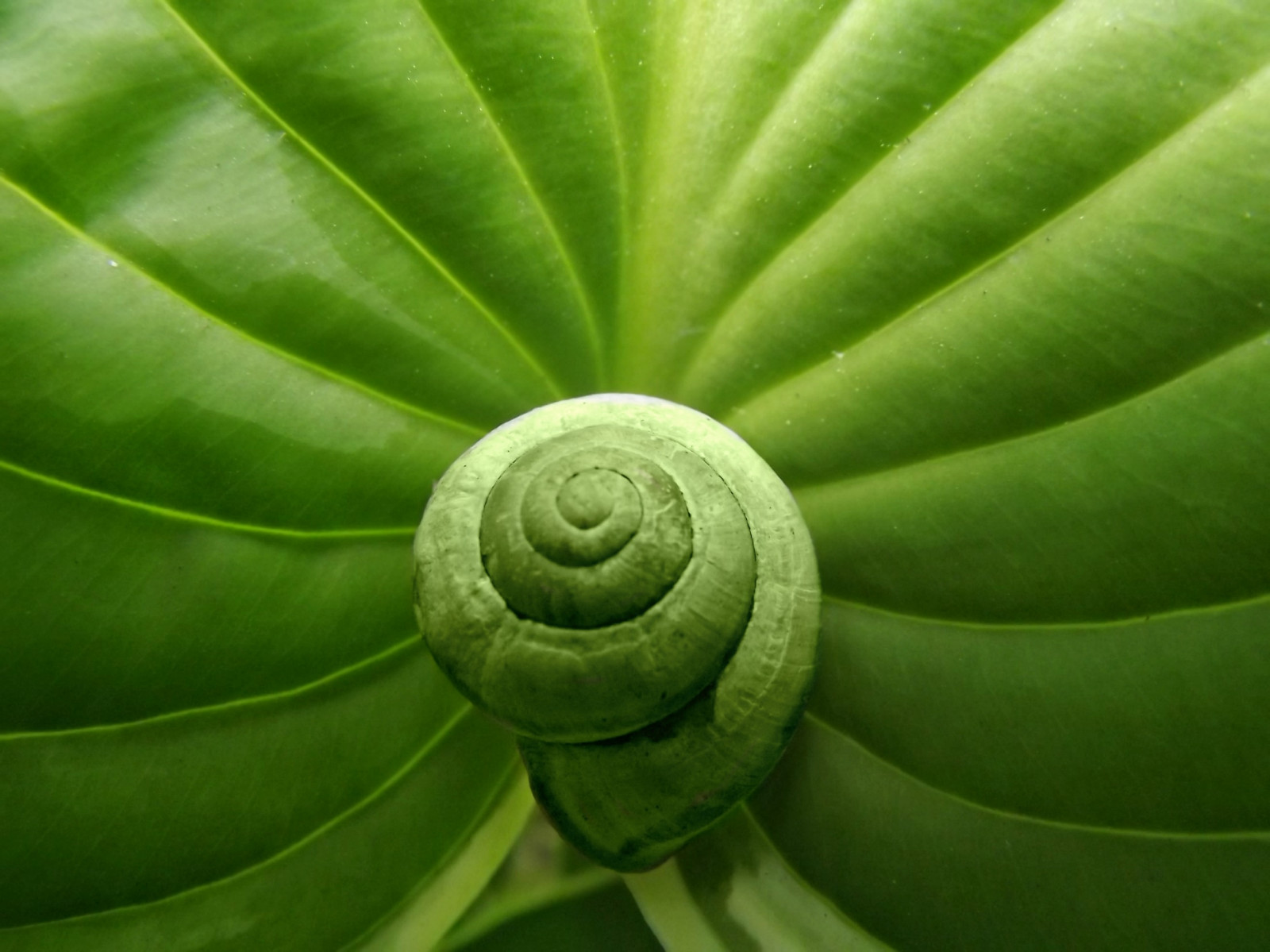 letní, zelená, Příroda, zahrada, list, hlemýžď, ruby5