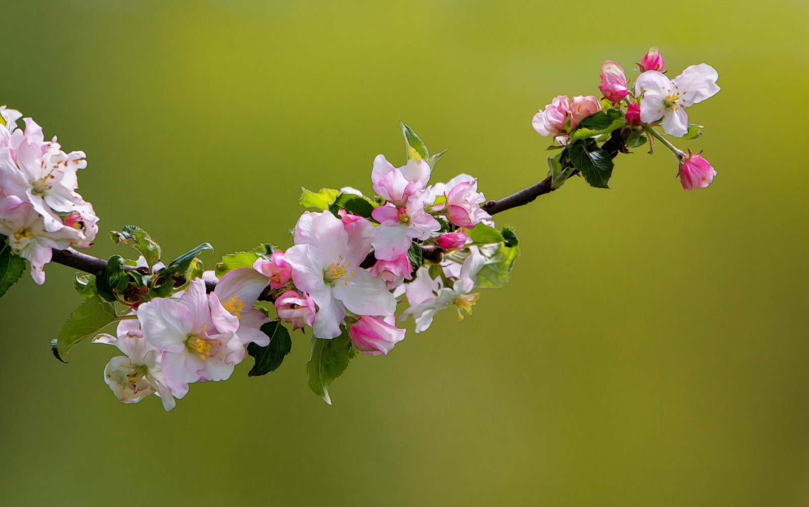 ดอกไม้, ธรรมชาติ, พืช, แมโคร, สาขา, สีเขียว, บุปผา, ดอกซากุระ, เบ่งบาน, สีชมพู, ฤดูใบไม้ผลิ, ใบไม้, ดอกไม้, ปลูก, พืช, กลีบดอก, ดอกไม้ป่า, ผลิต, พฤกษศาสตร์, โรงงานที่ดิน, พืชดอก, ใกล้ชิด, ไม้พุ่ม, การถ่ายภาพมาโคร, ต้นกำเนิด