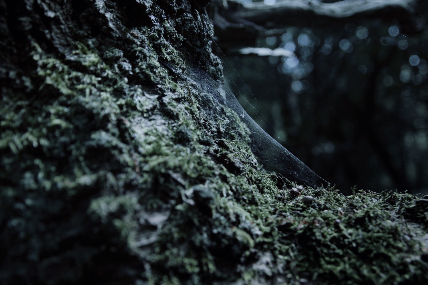 slunečnímu záření, stromy, les, černobílý, Skála, Příroda, odraz, fotografování, větev, mech, zelená, textura, světlo, strom, list, květ, rostlina, tma, půda, místo výskytu, přírodní prostředí, monochromatické fotografování, dřevina, kufr, makro fotografie