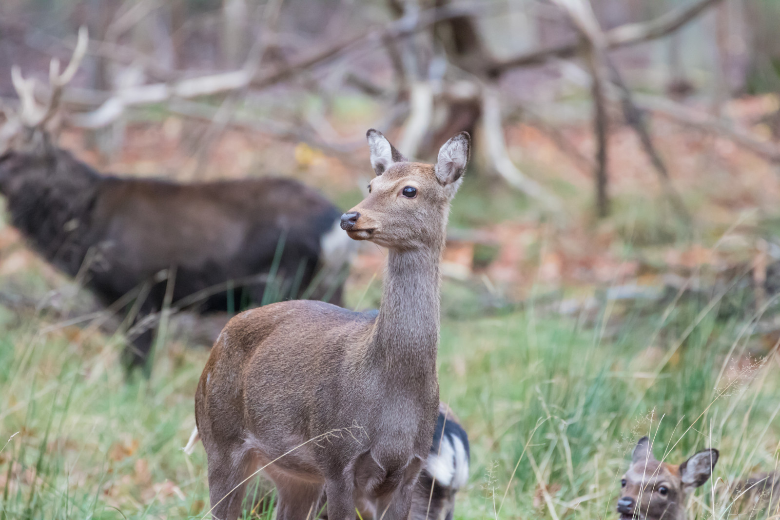 les, Jelen, park, Volně žijících živočichů, Dánsko, podzim, les, Danmark, Skog, exif modelu canoneos760d, geocountry, Kamera aby kánon, geocity, Model fotoaparátu canoneos760d, geostate, geolocation, EXIF otvor 56, exif aby kánon, exif isospeed 3200, EXIF ef70300mmf456lisusm čočka, exif focallength 300mm, Dyrehaven, j gersborg, j gersborgdyrehave, fauna, savec, obratlovců, bílá sledoval jelena, kabarovití