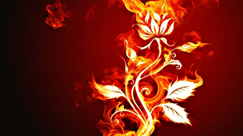 illustration, flowers, red, fire, light, color illustration, flowers, red, fire, light, color
