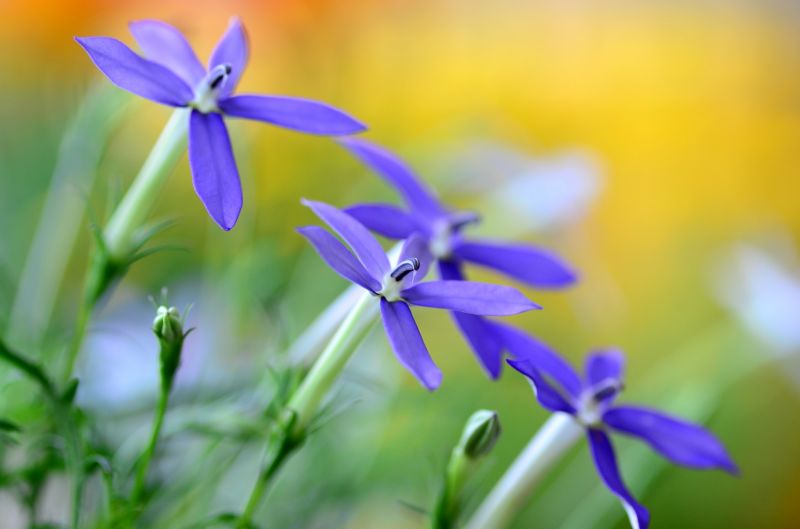 2048x1356 px, květiny, makro, rostliny, Příroda