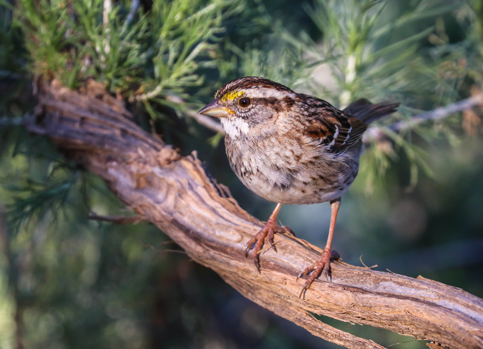 rarebird, Winterlight, Pacificpalisadesbirds, Canyonmonkey, pekabo90401, cameratismo, amicizia, Birdsofsoutherncalifornia, Inceville, lightroom, 80d, 100400, Canone, canon80d, zonotrichiaalbicollis, whitethroatedsparrow, wesen, Nascondino, gorgeblanche bruant, passero, Moineau, spatz, mus, Spurv, Passero, Chimici, Manuliilii, birdwatching, birdwatchinglosangeles, Le lozioni, Loslionescanyon