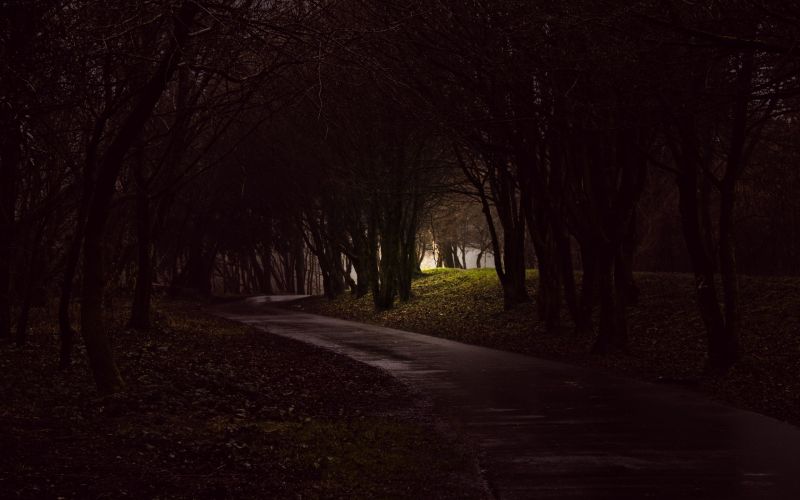 luce del sole, alberi, foresta, buio, notte, natura luce del sole, alberi, foresta, buio, notte, natura